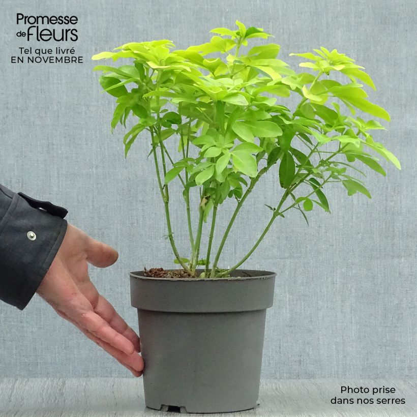 Choisya ternata Sundance - Mexican orange blossom 2L/3L pot sample as delivered in autumn