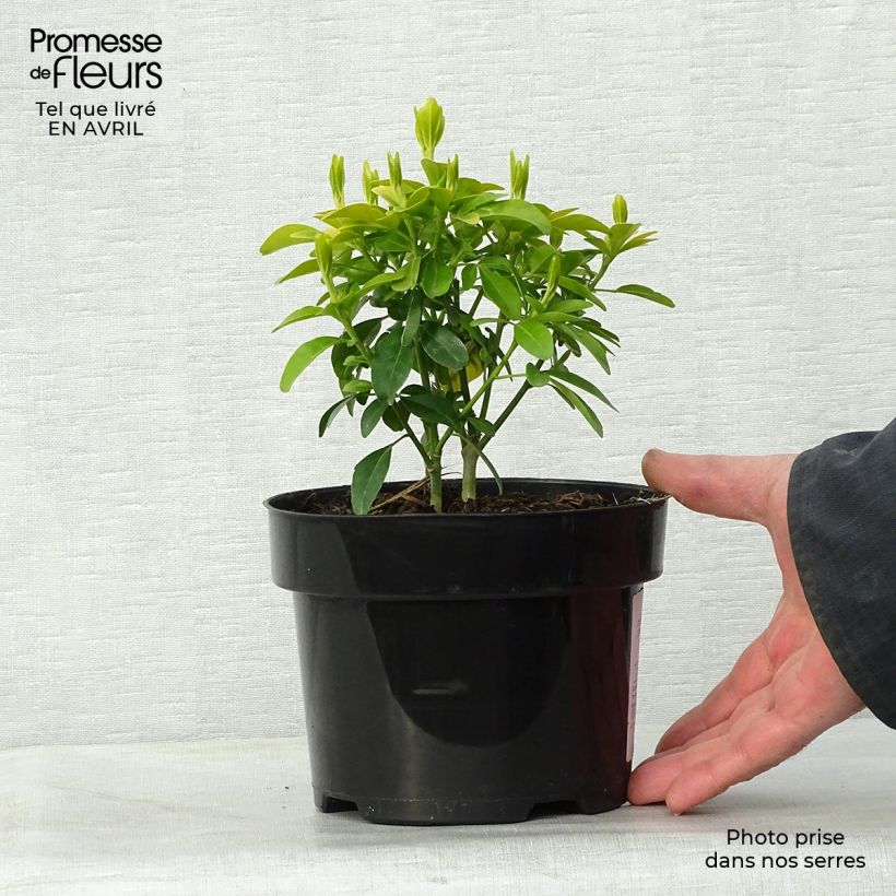 Choisya ternata Sundance - Mexican orange blossom 2L/3L pot sample as delivered in spring