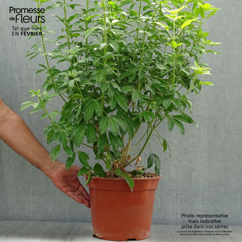 Choisya ternata Sundance - Mexican orange blossom 7.5L/10L pot sample as delivered in autumn