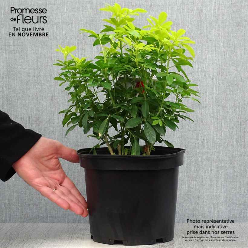 Choisya ternata Sundance - Mexican orange blossom 4L/5L pot sample as delivered in autumn