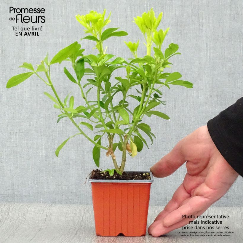 Choisya ternata Sundance - Mexican orange blossom 8/9 cm pot sample as delivered in spring