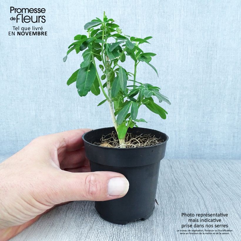 Choisya ternata - Mexican orange blossom 8/9 cm pot sample as delivered in autumn