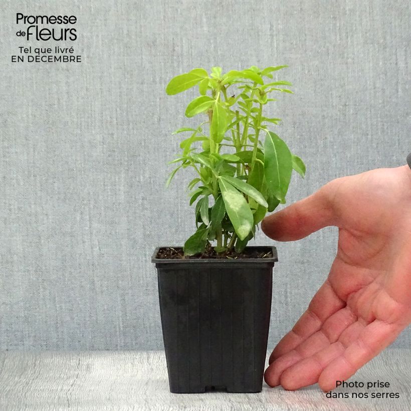 Choisya ternata - Mexican orange blossom 8/9 cm pot sample as delivered in winter