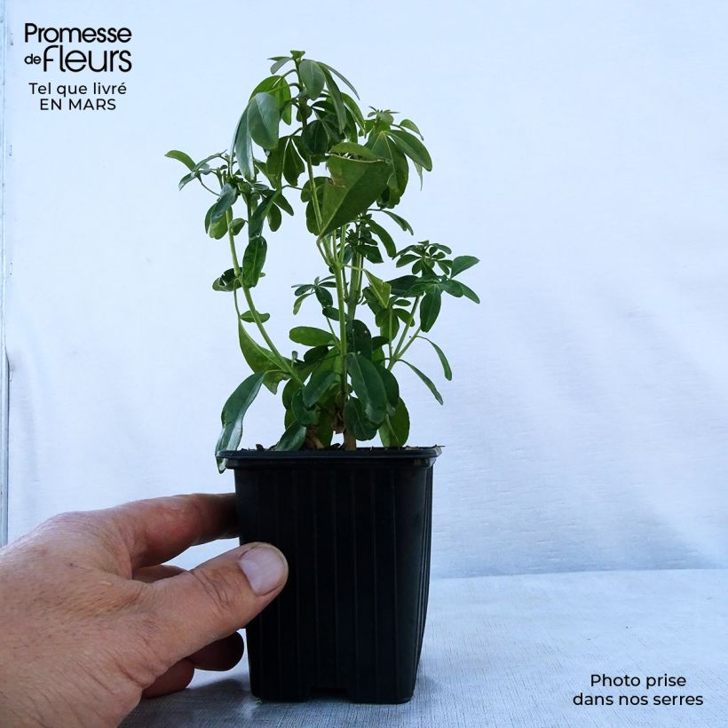 Choisya ternata - Mexican orange blossom 8/9 cm pot sample as delivered in spring