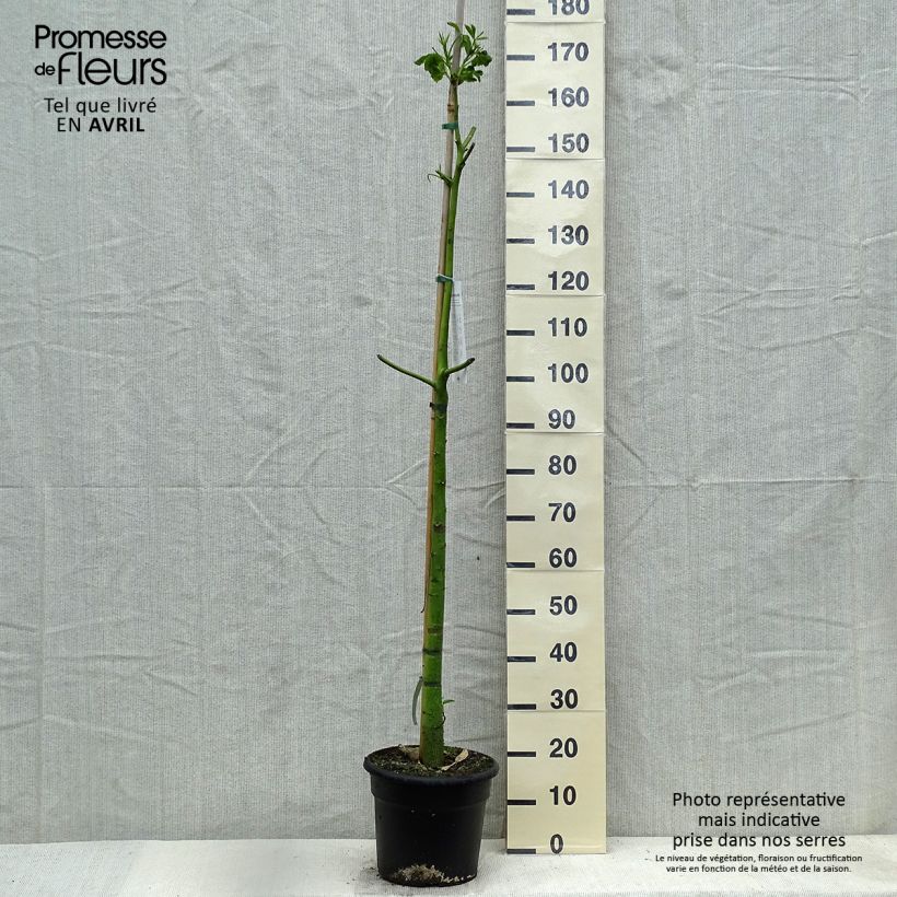 Ceiba speciosa 7.5L/10L pot sample as delivered in spring