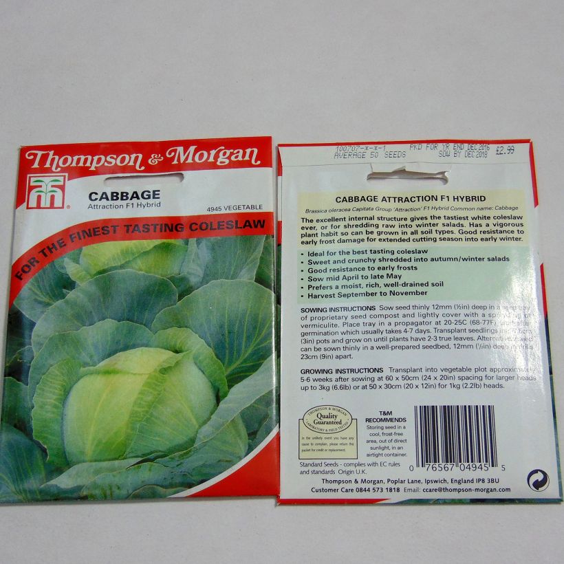 Example of Cabbage Attraction - Brassica oleracea capitata per pack of 50 seeds approximately specimen as delivered