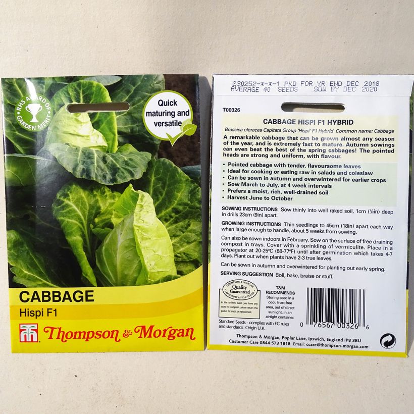 Example of Cabbage Hispi F1 - Brassica oleracea capitata per pack of 40 seeds specimen as delivered
