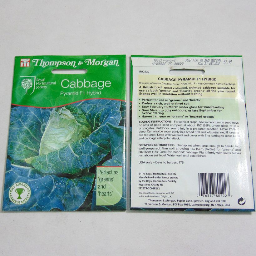 Example of Cabbage Pyramid F1 - Brassica oleracea capitata per pack of 75 seeds approximately specimen as delivered