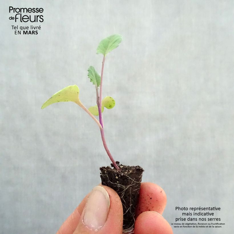 Organic Broccoli Santee Purple plugs - Brassica oleracea cymosa Plug plant 1.5/2.5 cm sample as delivered in spring