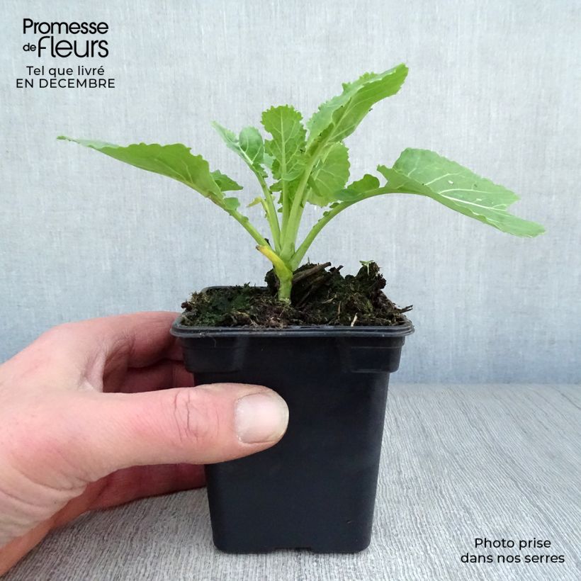 Organic Daubenton Perpetual Cabbage - Brassica oleracea 7/8 cm pot sample as delivered in winter