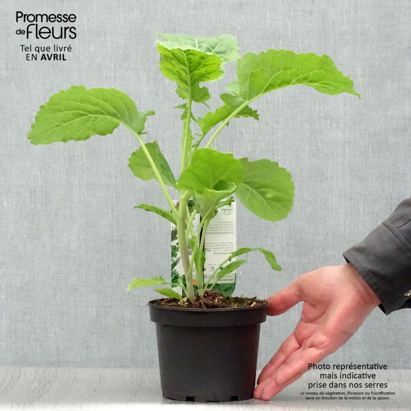 Daubenton's Perpetual Cabbage plant - Brassica oleracea ramosa 1.5L/2L pot sample as delivered in spring