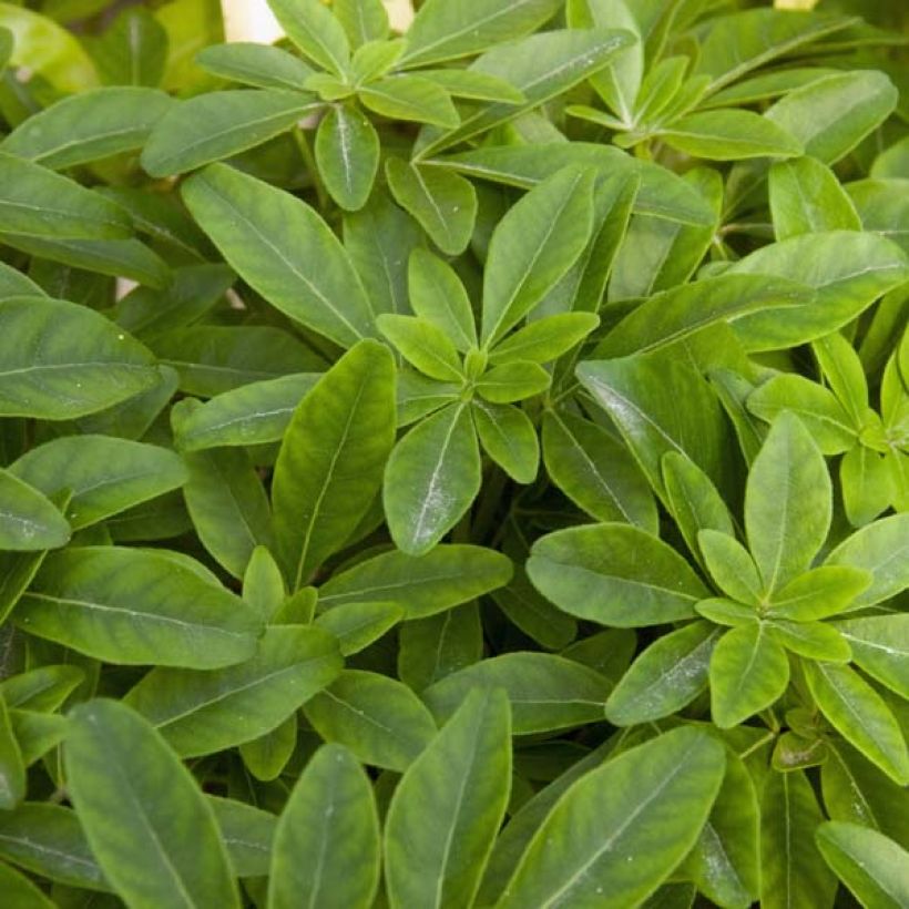 Choisya ternata - Mexican orange blossom (Foliage)