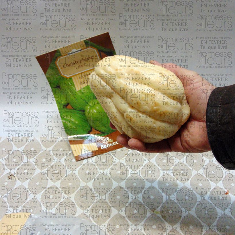 Example of Christophine - Chayote Each specimen as delivered