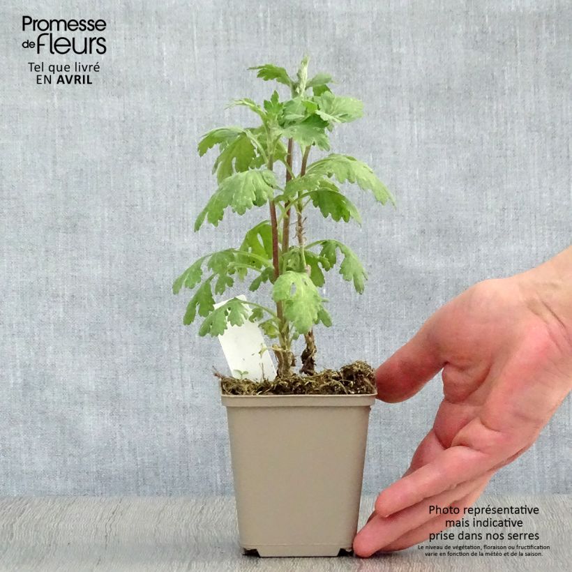 Chrysanthemum indicum Cedie Mason 8/9 cm pot sample as delivered in spring