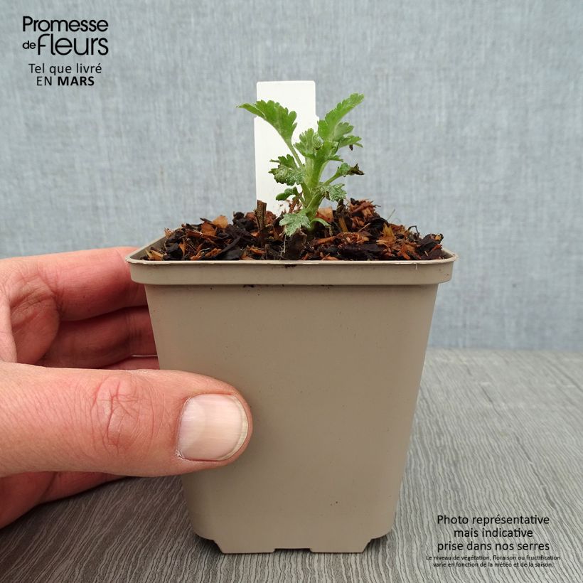 Chrysanthemum indicum Goldmarianne 8/9 cm pot sample as delivered in winter