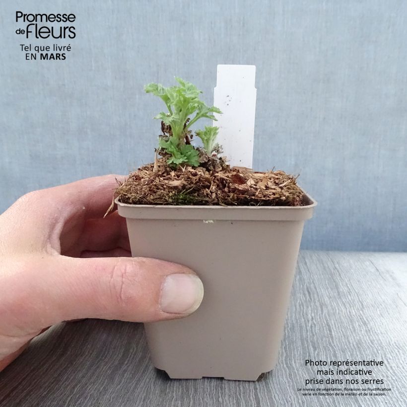 Chrysanthemum indicum Goldmarianne 8/9 cm pot sample as delivered in spring