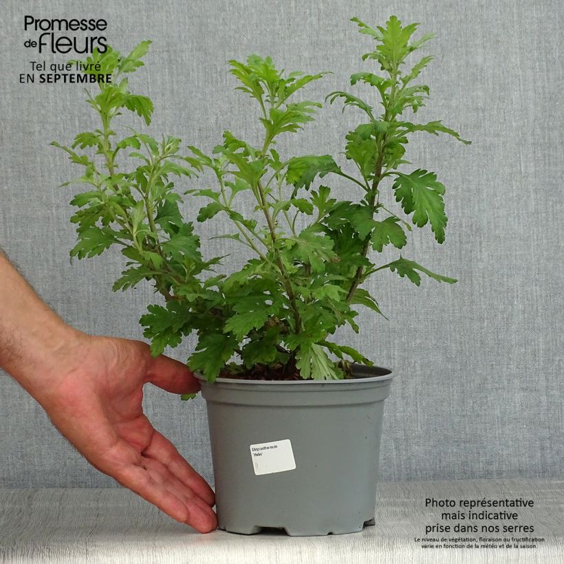 Chrysanthemum koreanum Hebe 2L/3L pot sample as delivered in summer