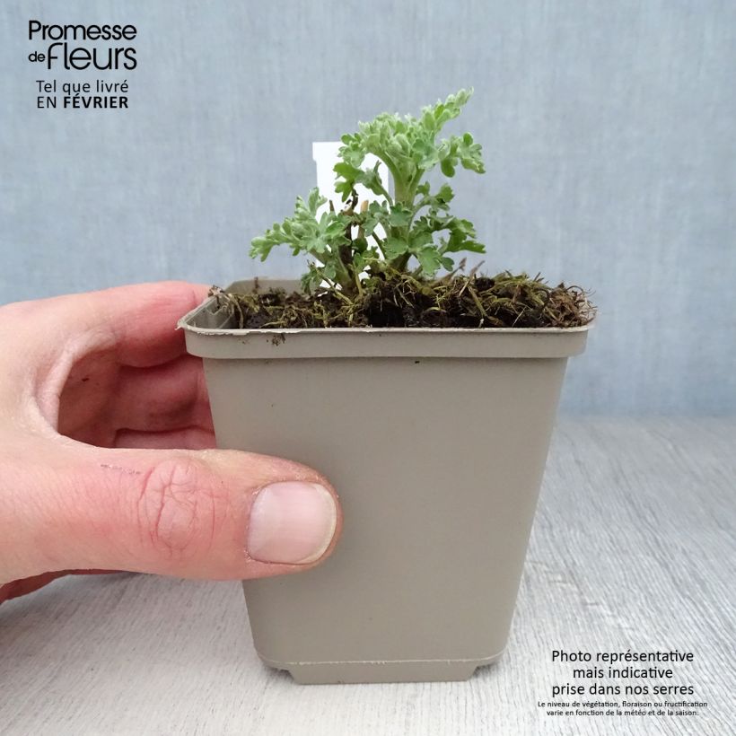 Chrysanthemum indicum Herbstbrokat 8/9 cm pot sample as delivered in winter