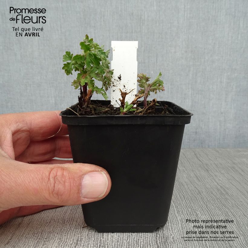 Chrysanthemum indicum Herbstbrokat 8/9 cm pot sample as delivered in spring