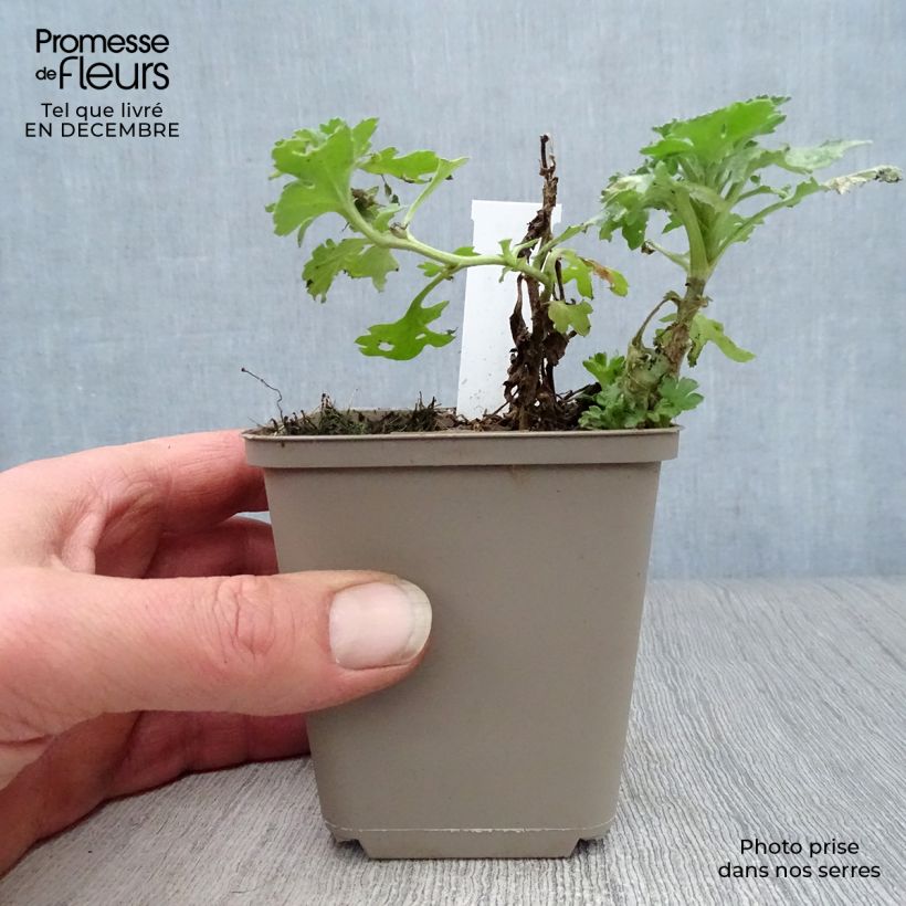 Chrysanthemum indicum Julia 8/9 cm pot sample as delivered in winter