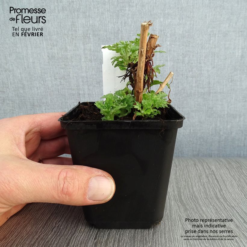 Chrysanthemum Brennpunkt 8/9 cm pot sample as delivered in winter