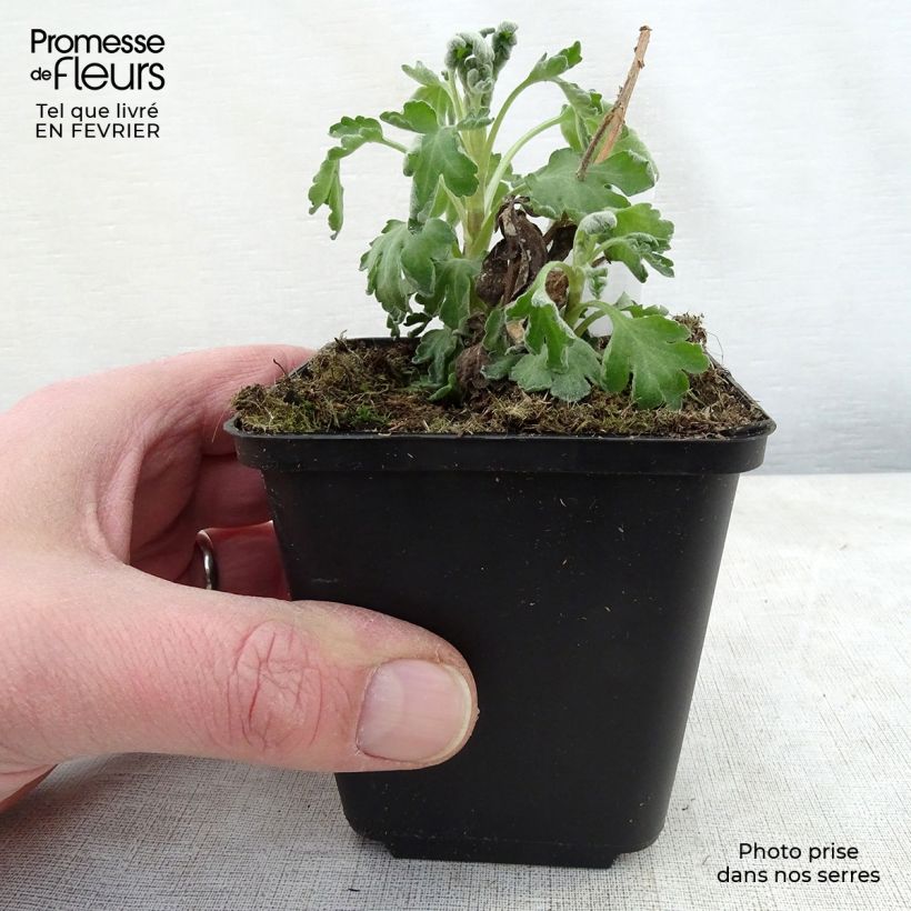 Chrysanthemum Poesie 8/9 cm pot sample as delivered in winter