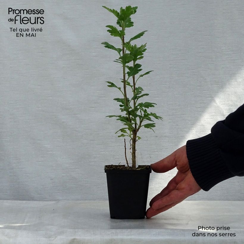 Chrysanthemum Poesie 8/9 cm pot sample as delivered in spring