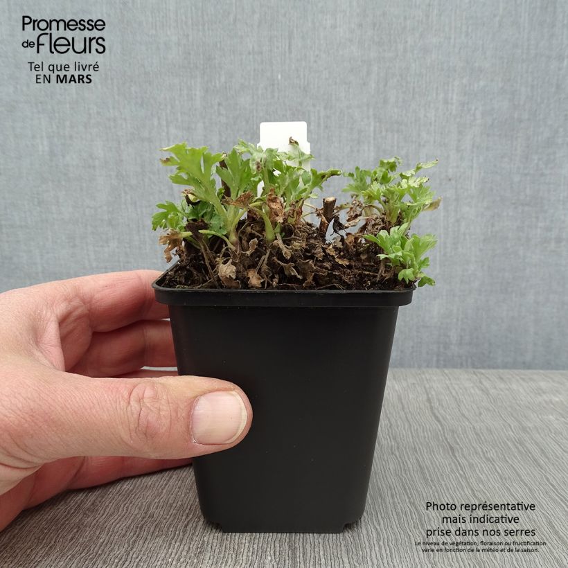 Chrysanthemum rubellum Last Sun 8/9 cm pot sample as delivered in winter