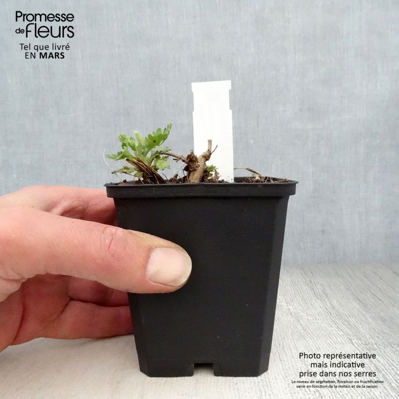 Chrysanthemum rubellum Last Sun 8/9 cm pot sample as delivered in spring