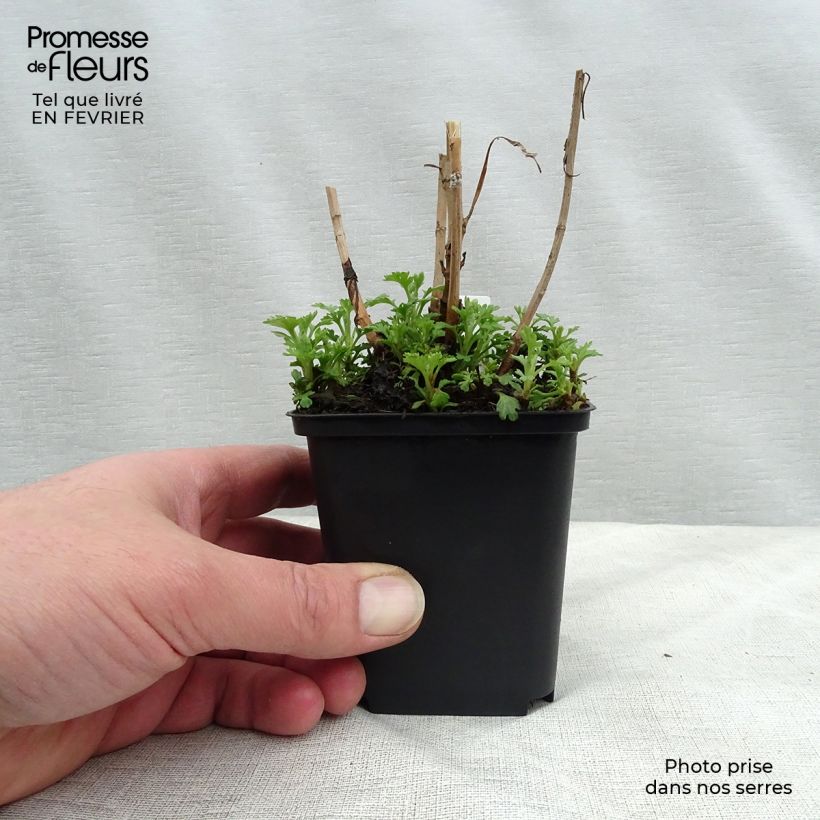 Chrysanthemum Duchess of Edinburgh 8/9 cm pot sample as delivered in winter