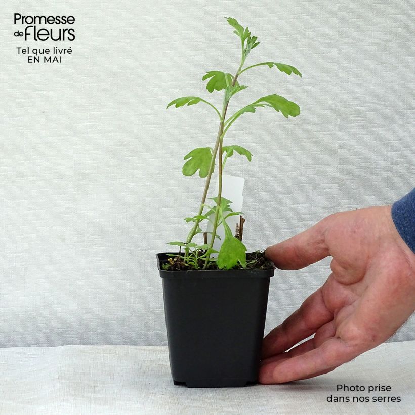 Chrysanthemum Duchess of Edinburgh 8/9 cm pot sample as delivered in spring