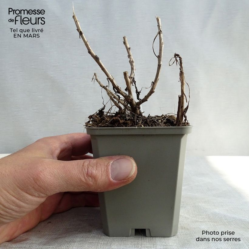 Chrysanthemum Mary Stoker 8/9 cm pot sample as delivered in spring