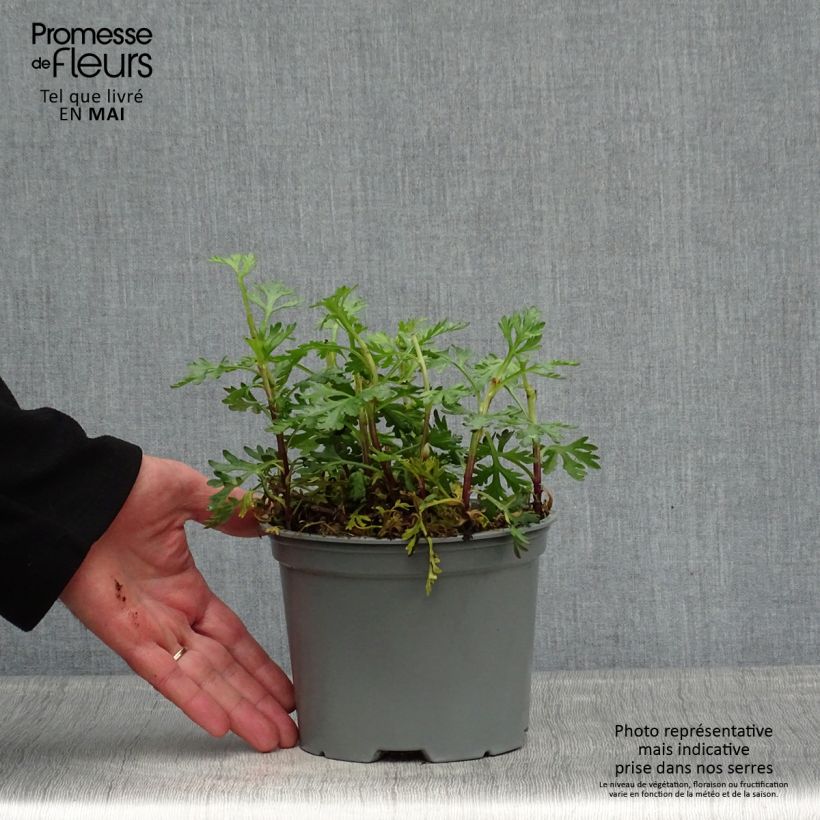 Chrysanthemum rubellum Clara Curtis 2L/3L pot sample as delivered in spring