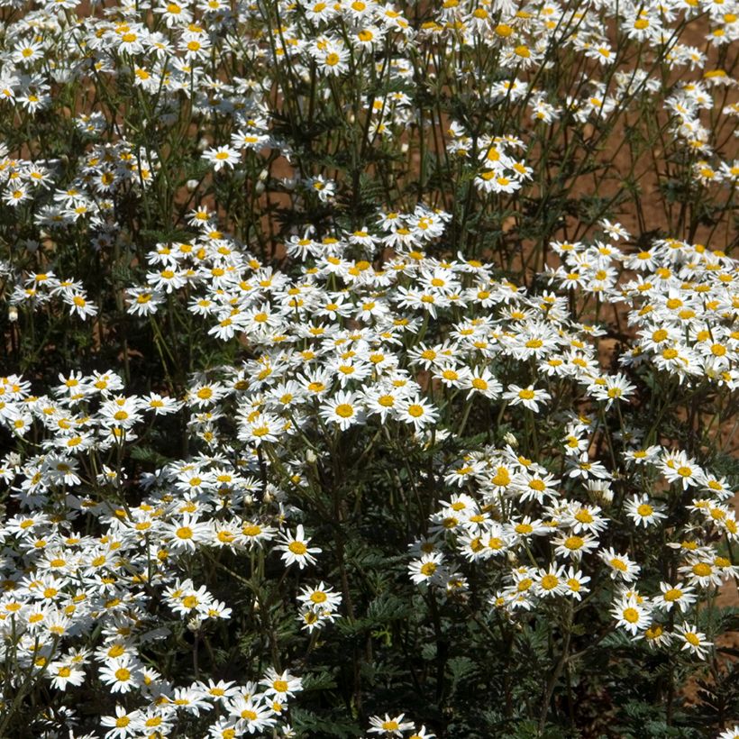 Tanacetum corymbosum (Plant habit)