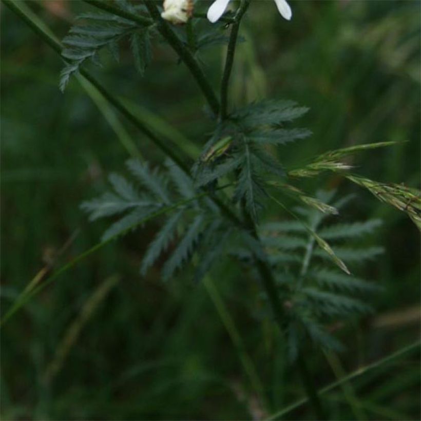 Tanacetum corymbosum (Foliage)