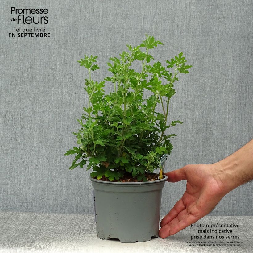 Chrysanthemum indicum Nantyderry Sunshine 2L/3L pot sample as delivered in autumn