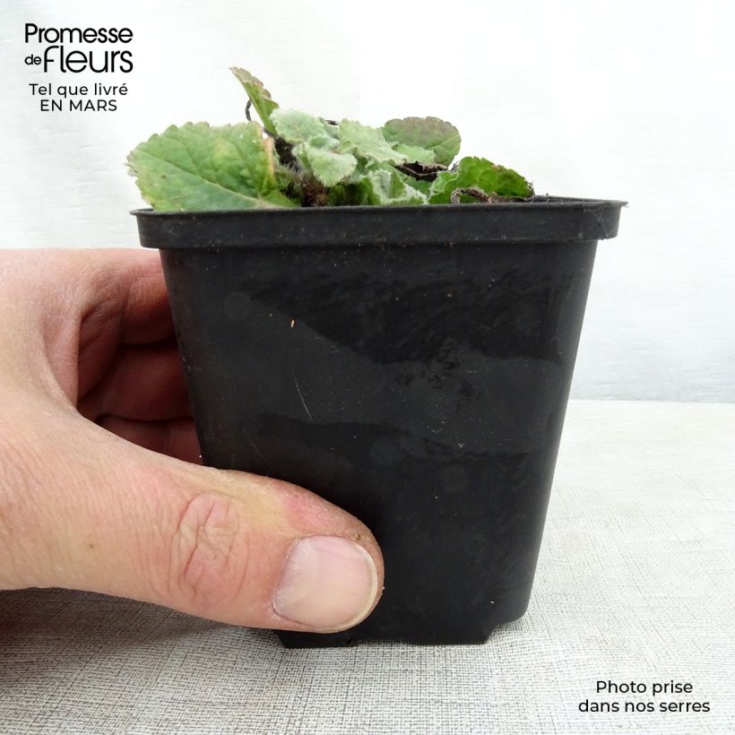 Chrysogonum virginianum André Viette 8/9 cm pot sample as delivered in spring