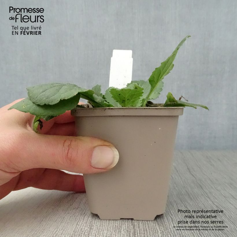 Chrysogonum virginianum André Viette 8/9 cm pot sample as delivered in winter