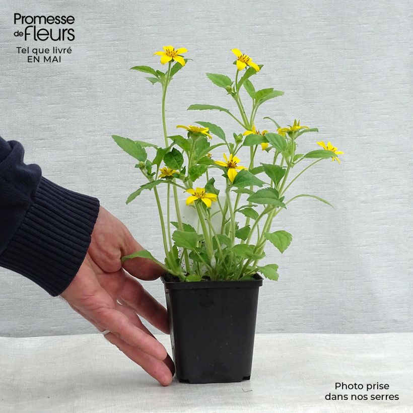 Chrysogonum virginianum 8/9 cm pot sample as delivered in spring