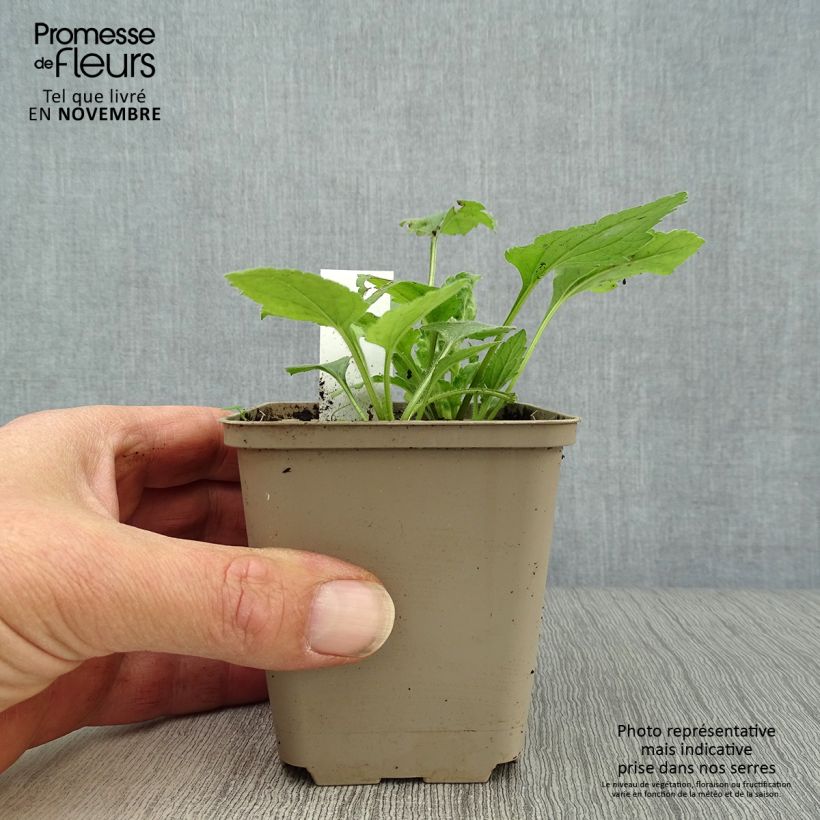 Chrysogonum virginianum 8/9 cm pot sample as delivered in autumn
