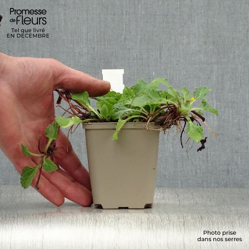 Chrysogonum virginianum 8/9 cm pot sample as delivered in winter