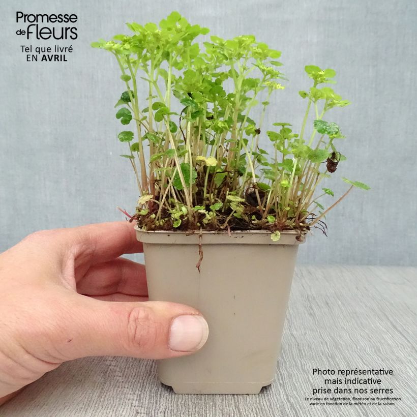 Chrysosplenium alternifolium 7/8 cm pot sample as delivered in spring