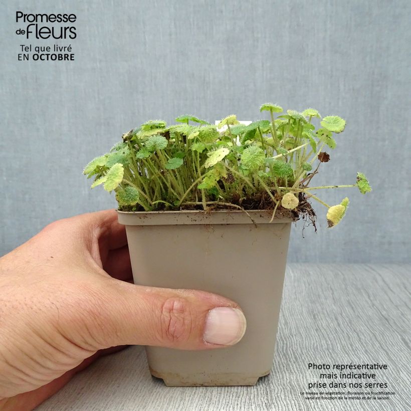 Chrysosplenium alternifolium 7/8 cm pot sample as delivered in autumn