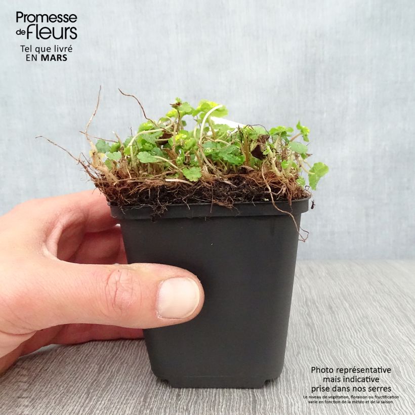 Chrysosplenium davidianum 8/9 cm pot sample as delivered in spring