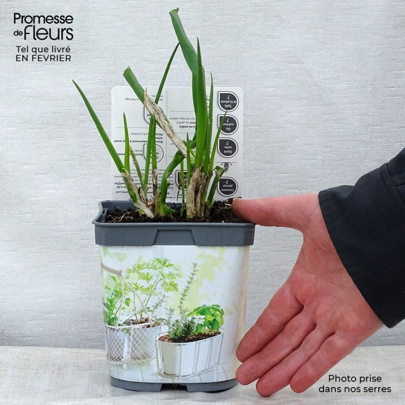 Organic Chive - Allium fistulosum 1L/1.5L pot sample as delivered in winter