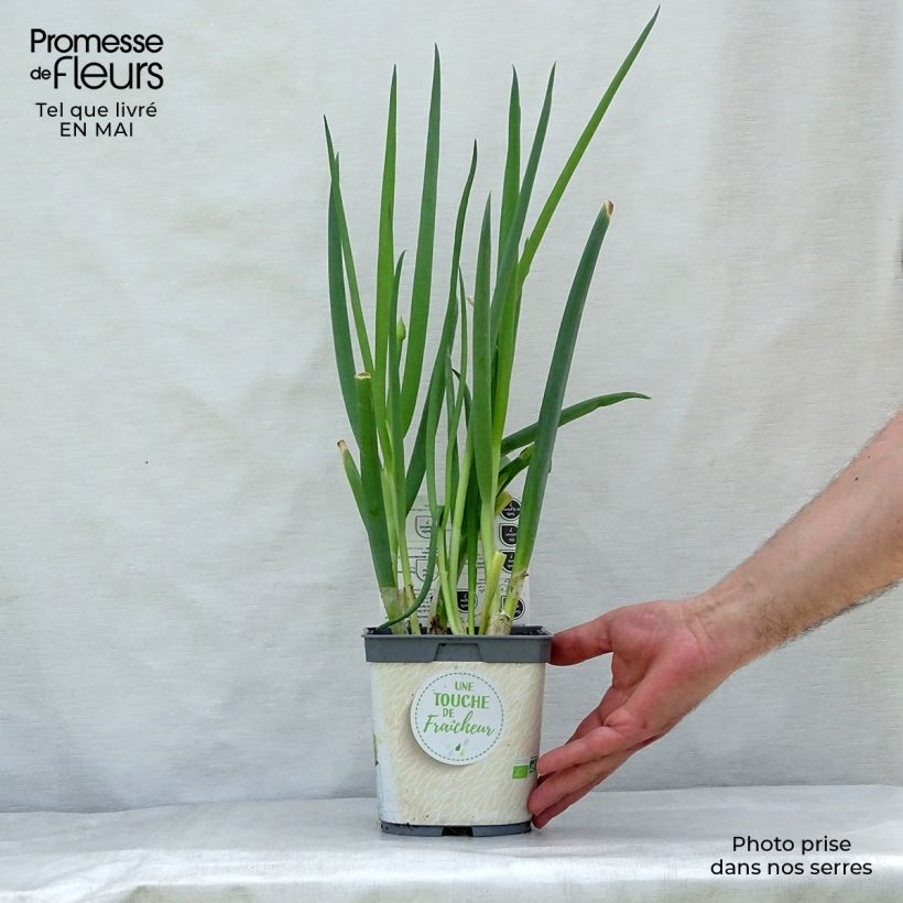 Organic Chive - Allium fistulosum 1L/1.5L pot sample as delivered in spring