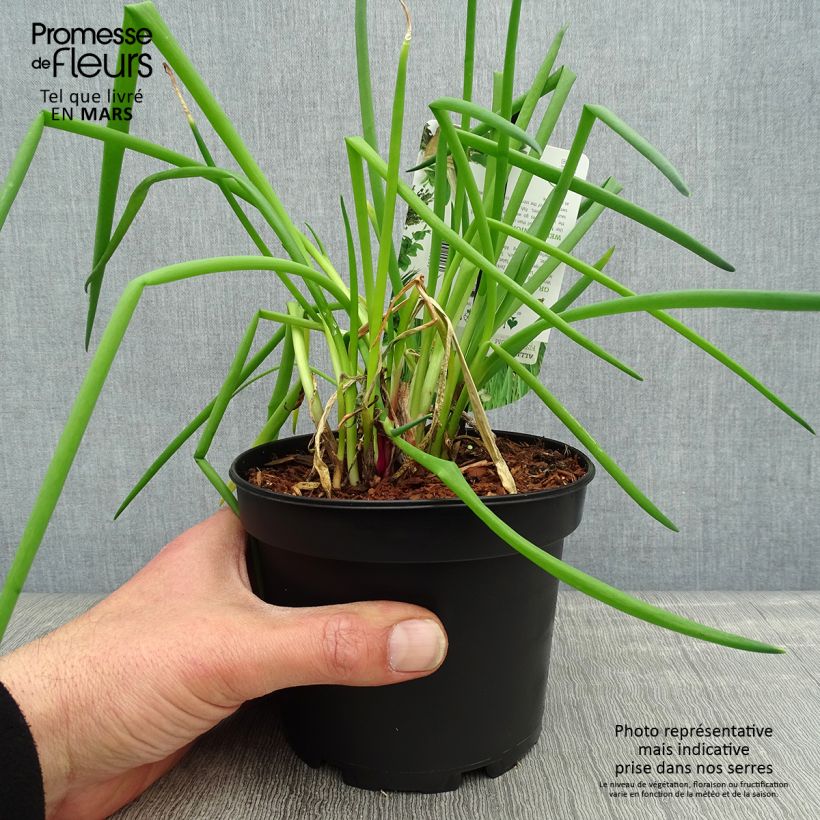 Allium fistulosum - Welsh onion 1.5L/2L pot sample as delivered in spring