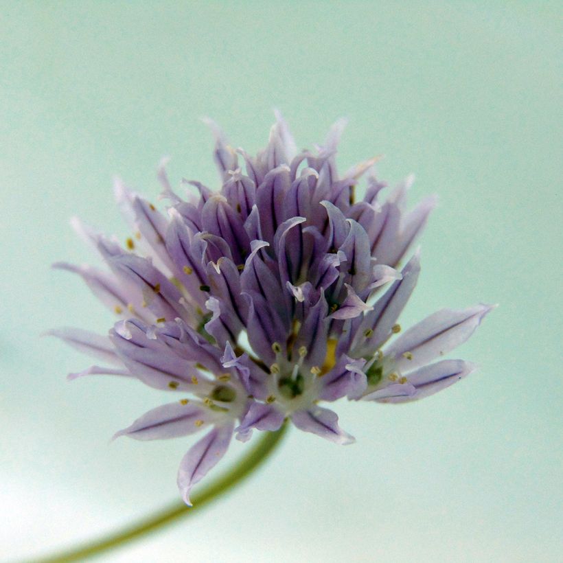 Chives - Allium schoenoprasum (Flowering)