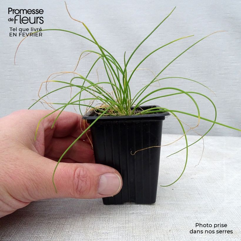 Chives - Allium schoenoprasum 8/9 cm pot sample as delivered in winter