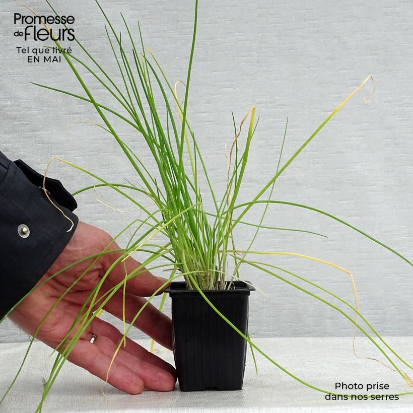 Chives - Allium schoenoprasum 8/9 cm pot sample as delivered in spring
